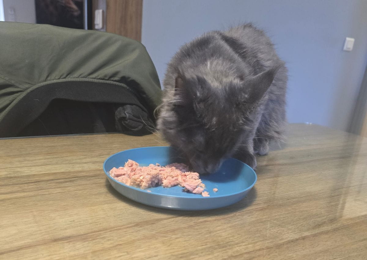 akira de la voie féline dans le tarn avec sa pâtée