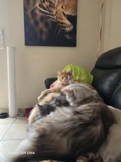 Toujours pas loin de nous à la chatterie de la voie féline tarn