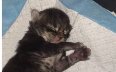 Développement du chaton de 0 à 10 jours