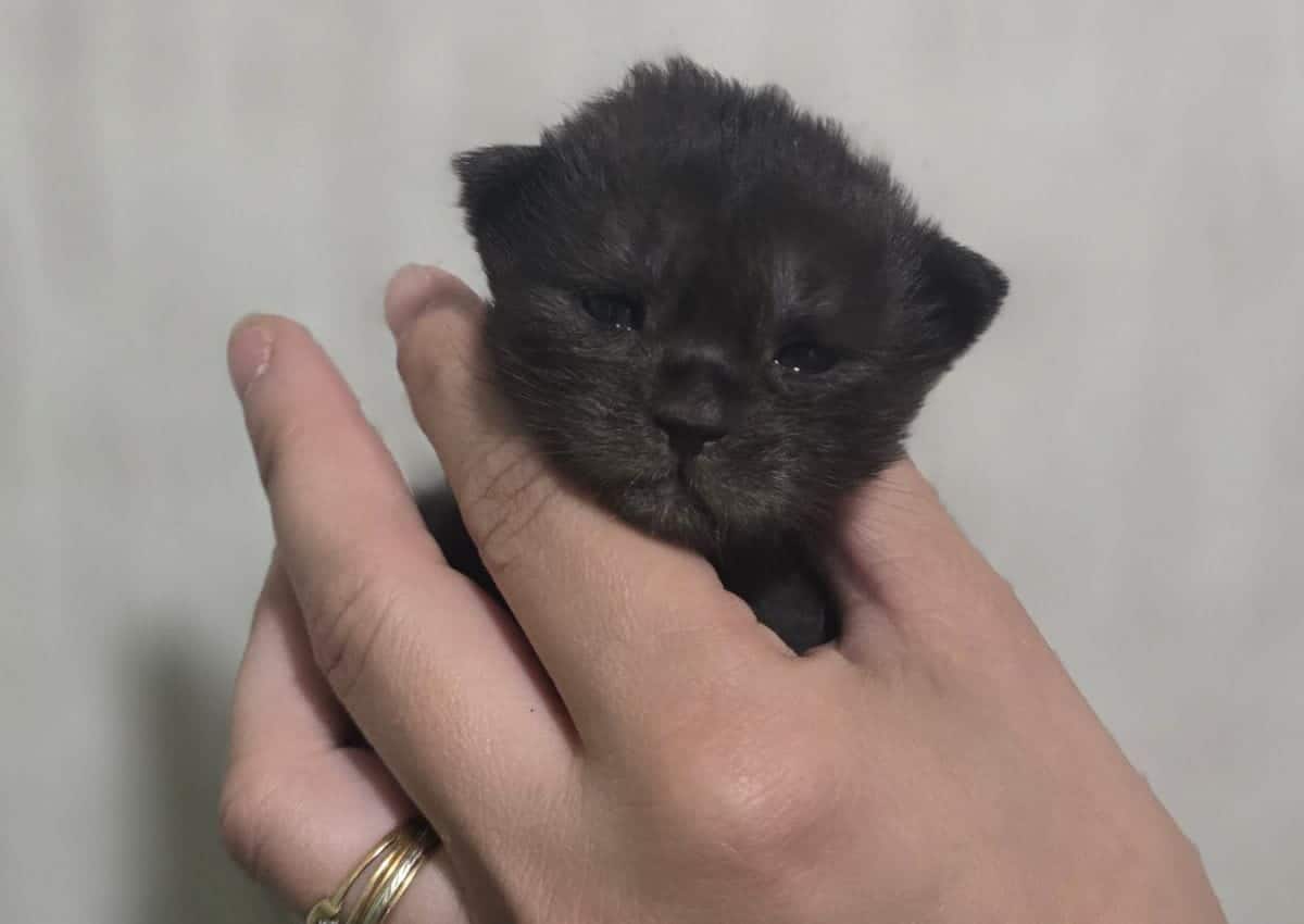 ouverture des yeux à la chatterie de la voie féline