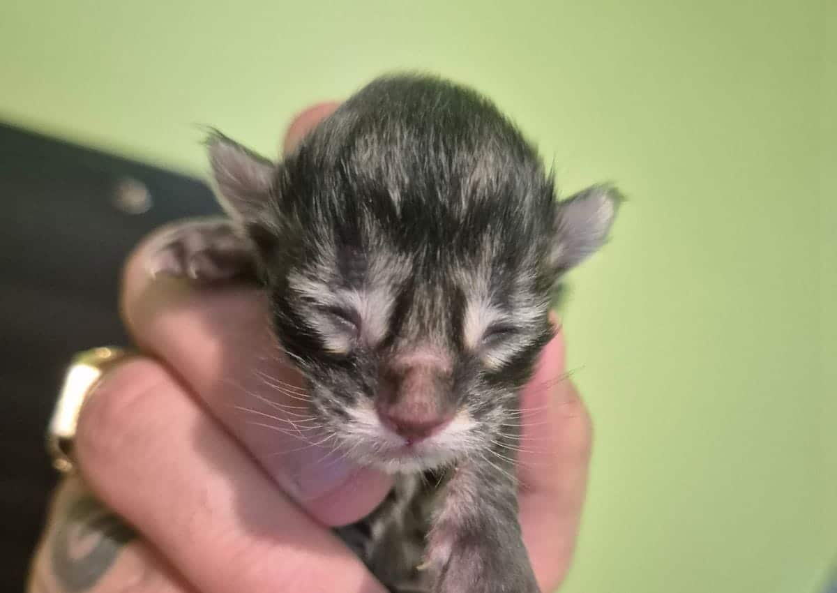 Chaton de la voie féline tarn