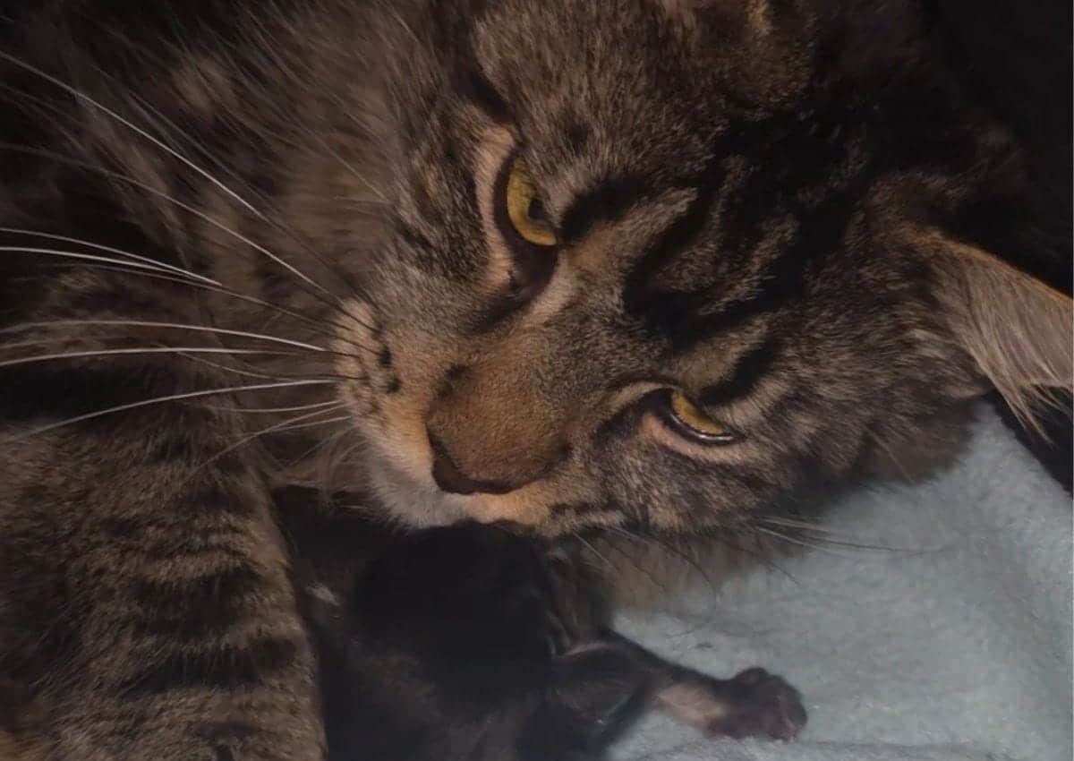 Walkyria et ses bébé de la voie féline